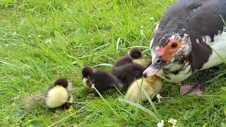 Muskuseend met kuikens 🦆🐤🐤🐤🐤🐤 15062024 [upl. by Nilak]