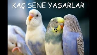 MUHABBET KUŞLARI KAÇ SENE YAŞAR [upl. by Les843]