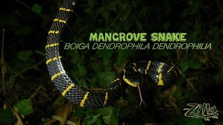 Mangrove Snake Zilla Beyond the Glass  Episode 12 [upl. by Anita]