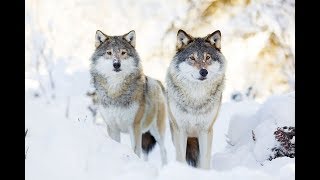 How Wolves Change Rivers  Sustainable Human [upl. by Yentruocal904]