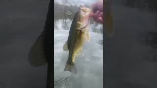 Microlite catchin some ditch pickles fishing bigbassenergy bassfishing [upl. by Bush831]