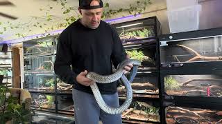 Snake room tour of my non venomous and rear fanged snakes [upl. by Dalt]