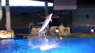 Incredible Dolphin Tricks Best Tricks [upl. by Ardnasirhc356]