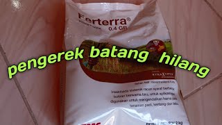 Review Ferterra insektisida sistemik untuk penggerek batang padi [upl. by Brunelle]