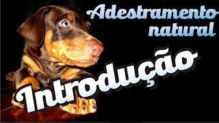 Curso grátis de adestramento  Introdução [upl. by Otrevire742]