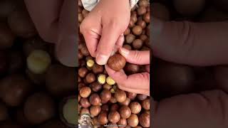 Amazing macadamia nuts🥜🥜 harvesting from rural farmers fruiting farming shorts youtuber funny [upl. by Aia164]