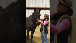 Shadows Equine Horse Chiropractic AdjustmentDr Misty Parker Spokane WA [upl. by Castora]