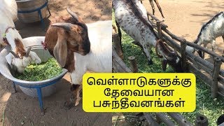 வெள்ளாடுகளுக்கு சூப்பர் நேப்பியர் மட்டும் போதுமா  Sirkali Siva Goat Farm [upl. by Ciapha573]