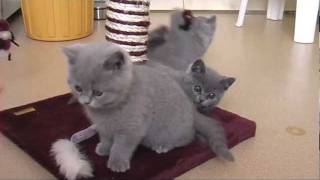 Kittens 8 12 week oud Blauwe Britse Korthaar [upl. by Anwahsiek]