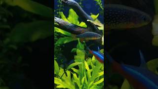 Galaxy Rasboraaquarium aquascape aquariumfish fishtank plants plantedtank freshwateraquarium [upl. by Naig]