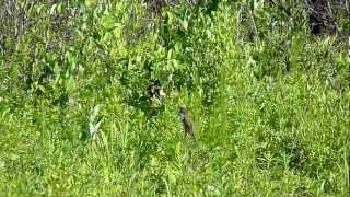 Blackbilled Cuckoo Croatan National Forest North Carolina [upl. by Neelik]