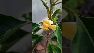 shenbaga poo Magnolia champaca Champak flower garden nature trending [upl. by Koslo856]