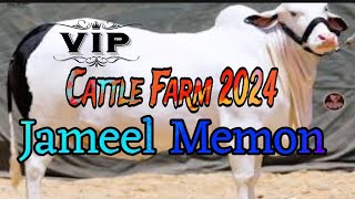 Karachi Cow Mandi 2024  Jameel Memon  Cow Mandi 2024  Karachi Cattle Farm 2024 [upl. by Ganley]