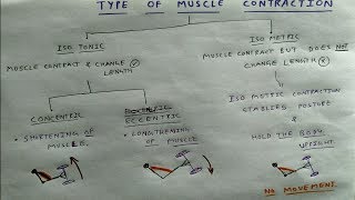 Type of Muscle Contraction  TCML [upl. by Lacombe]