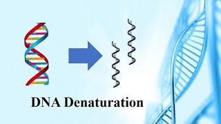 DNA denaturation in Urdu [upl. by Robison]