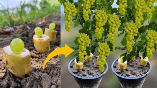 New Idea How To Plant Grape Vines From Grapes in Banana Fruit  Grow Grapes Vine From Grapes [upl. by Bradleigh238]