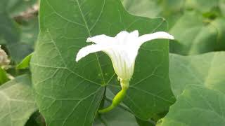 Coccinia grandisIvy Gourd KundruScarlet gourdTelakucha100 organicHealth Benefitsrooftop [upl. by Josiah]