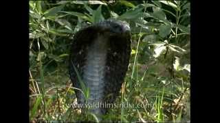 Cobra  the deadliest snake in India [upl. by Eiramanig28]