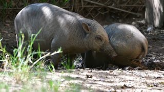 Babirusa Mud Puddle Fun [upl. by Logan]