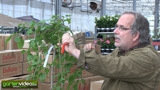 Wie schneidet man einen hängenden Maulbeerbaum [upl. by Nesnaj]