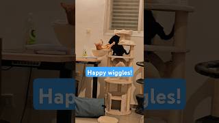 Do cats wiggle their tail only when annoyed [upl. by Conley]