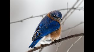 Oiseau Qui Chante Magnifique  2 Heures [upl. by Mackay]