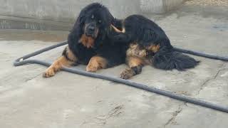 tibetan mastiff in punjab 9592361465 [upl. by Ofelia]