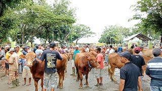 Harga Sapi betina ‼️Sabtu Kliwon 3 Februari 2024  Pasar Sapi Ngadiluwih kediri [upl. by Arakihc]