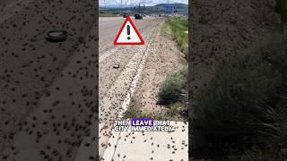 If this insect attack leave the city   Mormon crickets animals nature wildlife [upl. by Ahsenik929]