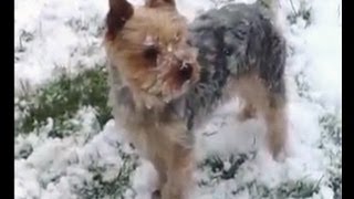 Yorkshire Terrier Benji dans la neige un chien de caractère [upl. by Oster]