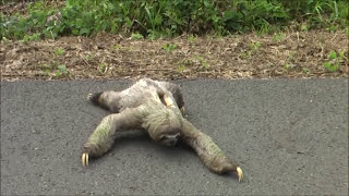 Sloth crossing road in Manuel Antonio Costa Rica [upl. by Saxen]