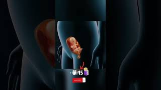 Pregnancy trimesters1 to 40 weeks3D animation shorts ytshorts viral [upl. by Mitman]