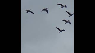 Canada Geese Flyby V Formation geese birds waterfowl falmouth cornwall canadiangeese [upl. by Notsyrb]