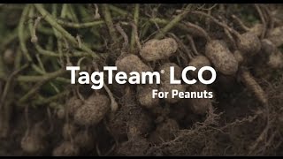 Introducing TagTeam® LCO for Peanuts [upl. by Tsyhtema]