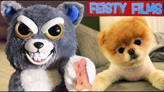 Feisty Pets vs Real Animals Compilation Vol 1 [upl. by Marlane]