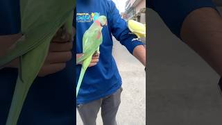 Talking parrots 🦜😍parrot talkingparrot talking shorts youtubeshorts trendingshorts youtube [upl. by Asillam]