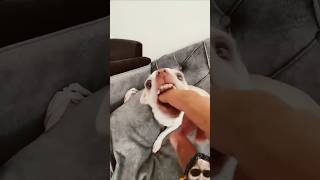 mreviatar chihuahua dog funny puppy pets cuteanimal catvaccination cat comedy [upl. by Remle]