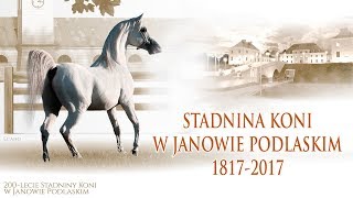 STADNINA KONI W JANOWIE PODLASKIM 18172017 [upl. by Ttimme]