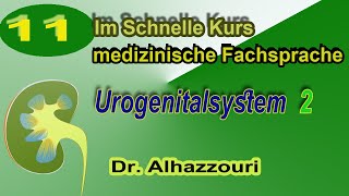 Urogenitalsystem 2  medizinische Fachsprache  Fachbegriffe مصطلحات طبية ألمانية [upl. by Ahsart]