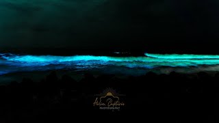 Bioluminescence in Chennai  19102024 [upl. by Boigie]