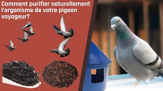 Comment purifier naturellement l’organisme de votre pigeon voyageur [upl. by Claudell]