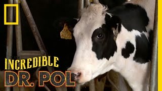 Nervous Nelly  The Incredible Dr Pol [upl. by Kerr]