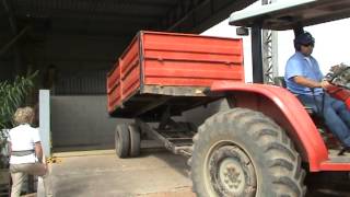 Unloading coffee berries in the silo teo be processed as natural and pulped natural  coffee f [upl. by Nerret]