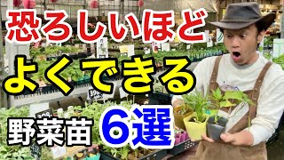 【とりあえず植えとけ！】植えて絶対損しない野菜苗教えます 【カーメン君】【園芸】【ガーデニング】【初心者】 [upl. by Laughry216]