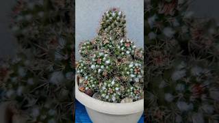 Christmas Cactus🌵✨️💕 christmas cactus cactusflower shortvideo ytshort youtube shorts [upl. by Shanan269]