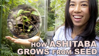 Best Way To Germinate Ashitaba [upl. by Levan423]