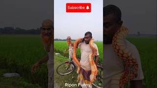 Murubbi Prank MASTER Shares Craziest King Cobra Snake Moments funny shorts trending [upl. by Suoicserp]