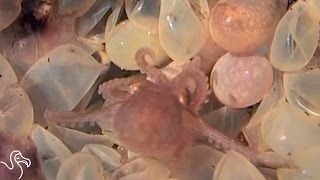 Octopus Birth and Why Octo Moms Are The Best  The Dodo [upl. by Joeann]