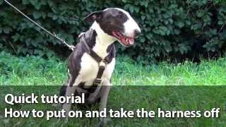 How to Put a Dog Harness On and Off Your Dog [upl. by Hsakiv838]