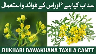 Sadaab Fawaid Aur Istemaal  Garden Rue Benefits amp Uses HindiUrdu  سداب کے فوائد اور خواص [upl. by Crim]